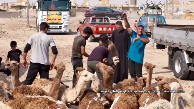 تغطية خاصة | خدمات موكب و حسينية عبد الله الرضيع اهالي العمارة | كربلاء المقدسة – صفر 1447 هـ